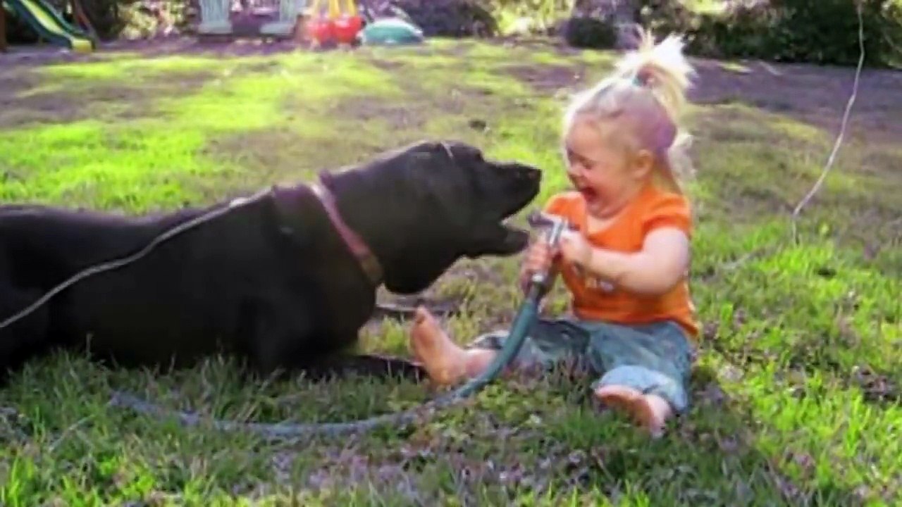 Labradors Are Awesome Part 2  Compilation