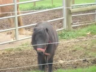 Les bienfaits du lait de jument - santecool