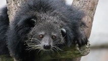 Absurd Creatures | This Bearcat (Yeah, It's Real) Smells Like Popcorn