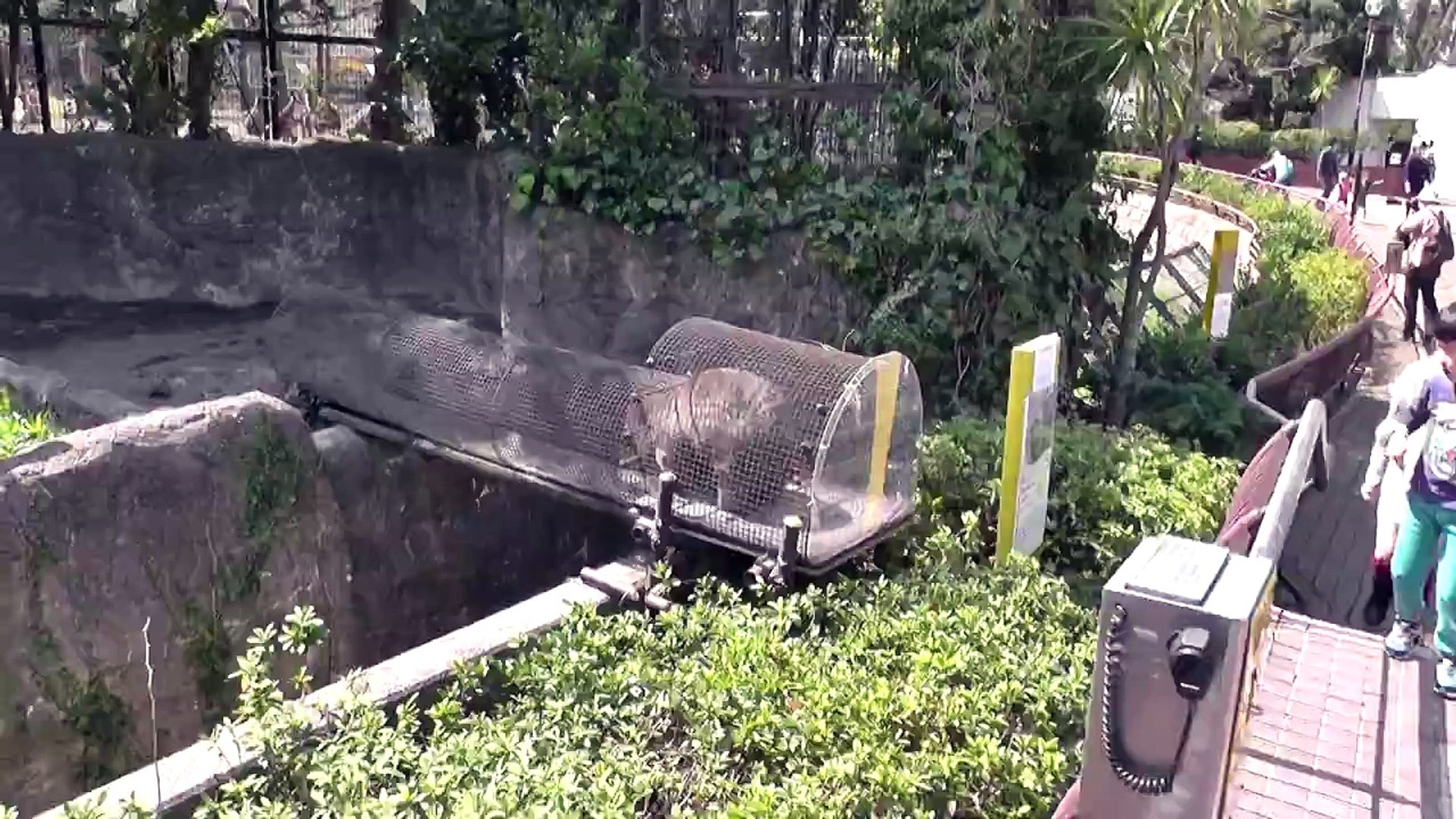 29-YEAR-OLD WOMBAT (HIROKI) in JAPAN 4 ウォンバットのヒロキ＠金沢動物園