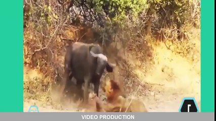 Cobra vs Lion vs Buffalo vs Tiger