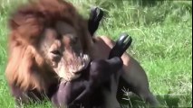 Most Amazing Wild Animal Attacks   Big Battle Animals Real Fight