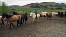 Icelandic Horses and Herding Dog