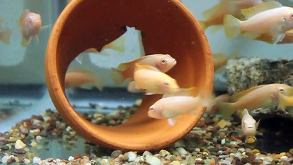 Albino Red Top Zebra Cichlid @ Tropiquatics! 1/23/2014