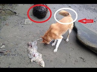 Possessed Ghost Cat Caught on Camera