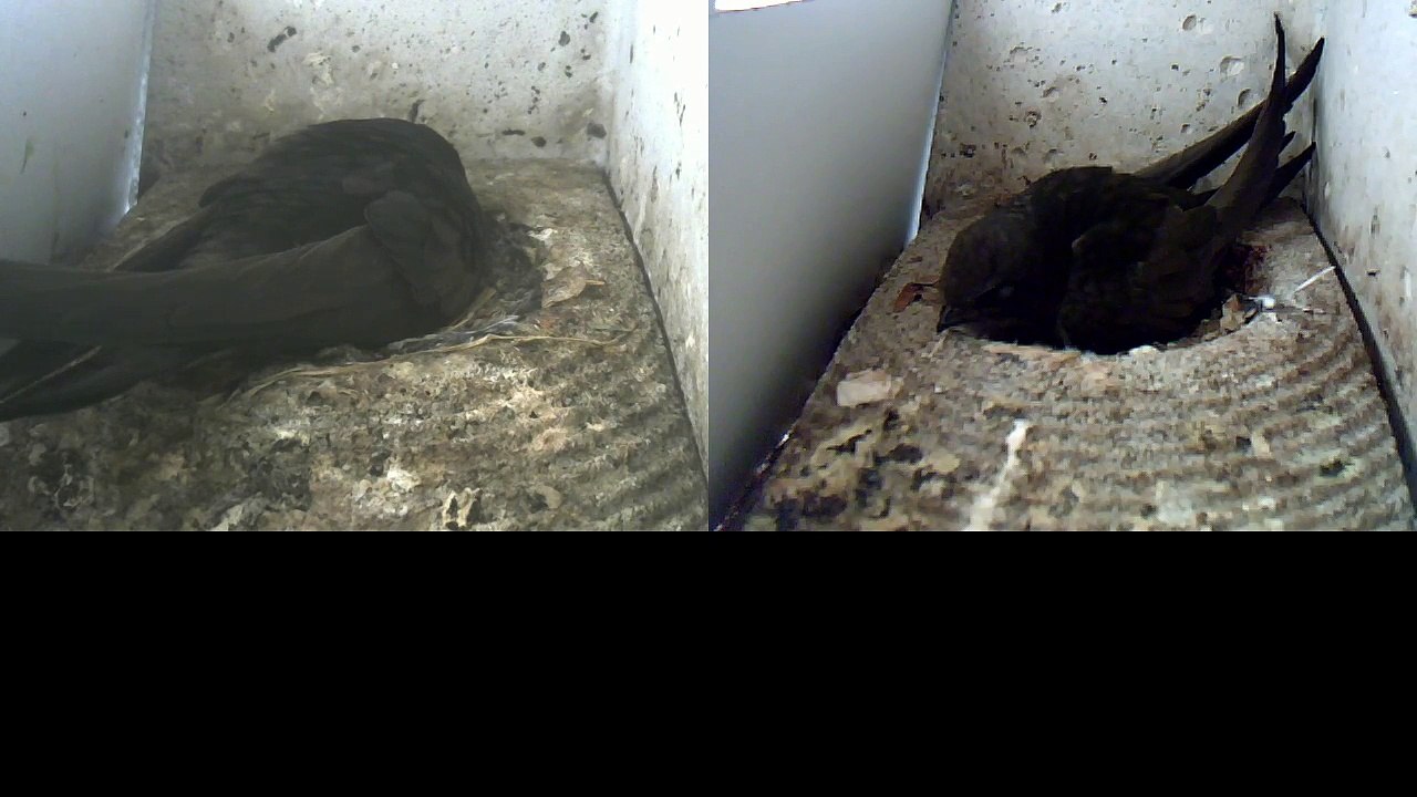 Mauersegler Nestcam 2016.10 - 5. Juni - Brüten