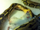 Feeding Reticulated python, Burmese python, and Boa constrictor 8 19 11