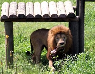 Aslanlar Açlık Testini Böyle Geçti