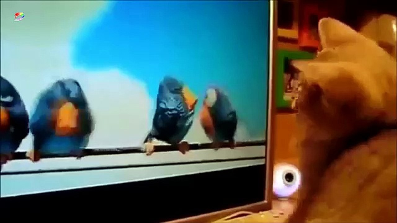 funny cat compilation