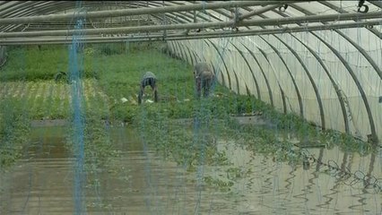 Crue : Jean-Claude, agriculteur en bord de Seine, a tout perdu - Le 05/06/2016 à 10h00