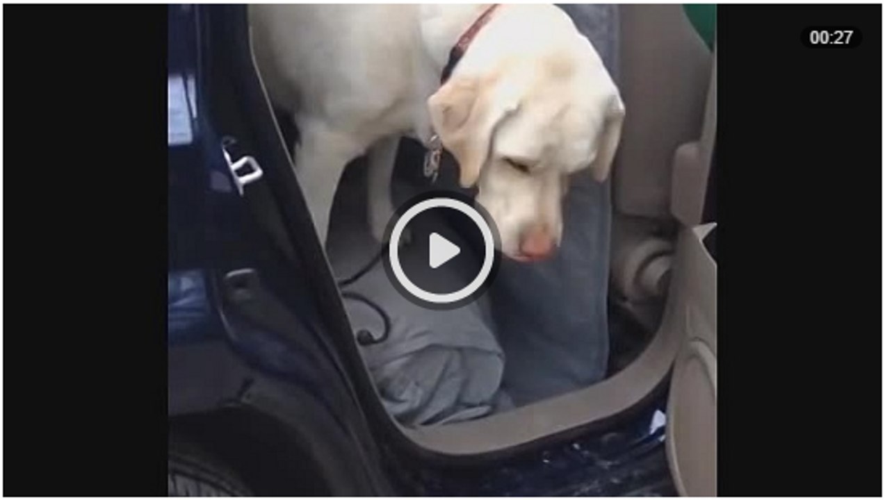 Пёс помог своему другу преодолеть страх - The dog helped his friend to overcome fear