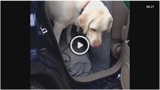 Пёс помог своему другу преодолеть страх - The dog helped his friend to overcome fear