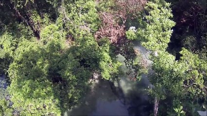 Il saute d'un arbre de 18 mètres, pour atterrir dans une rivière