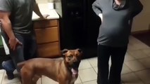 Hamile kadını koruyan köpek