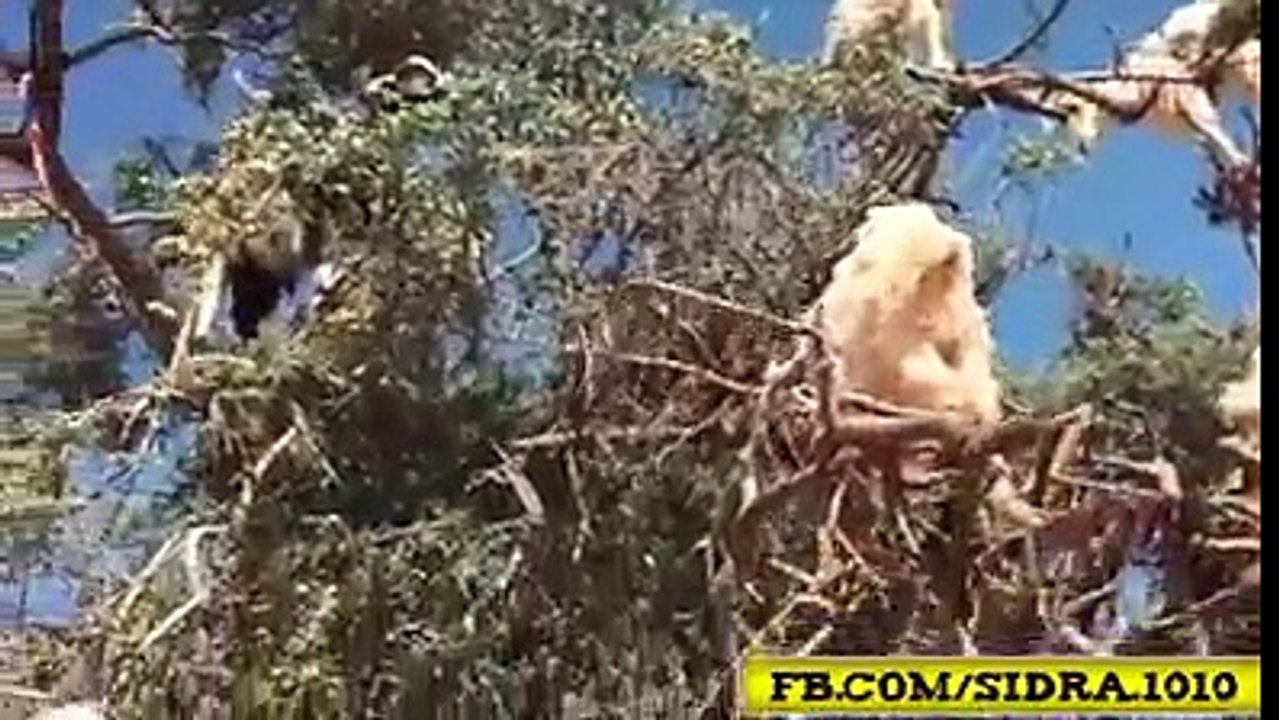 Goat Stunt