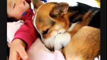 Cute Babies Laughing While Sleeping - Funny Dogs and Babies - Cute Dogs And Adorable Babies