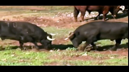 Bull Vs Bull Toro Bravo ,Animal Fight Club , Nat Geo Wild YouTube