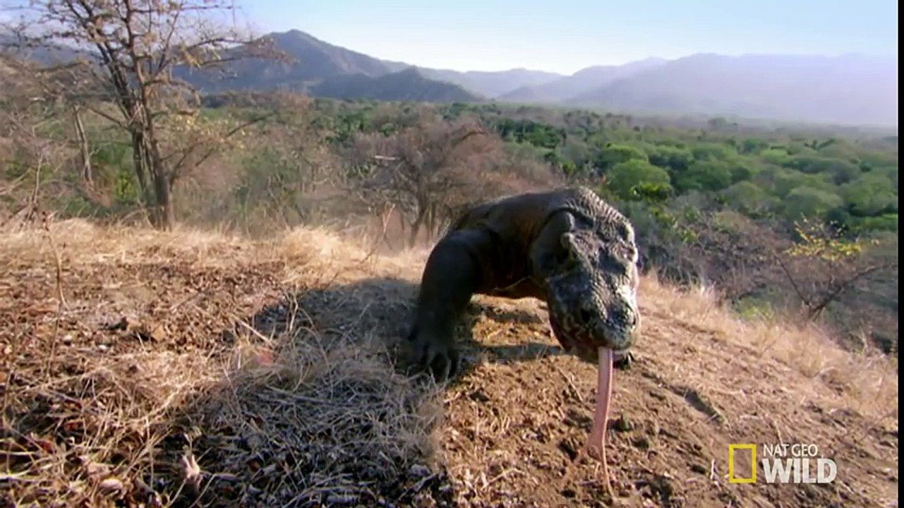 Komodo Knockout