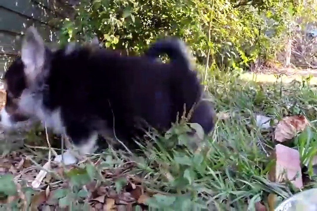 Cutest Corgi Puppies Compilation 2016   Puppies   Cute Baby Dog Breeds