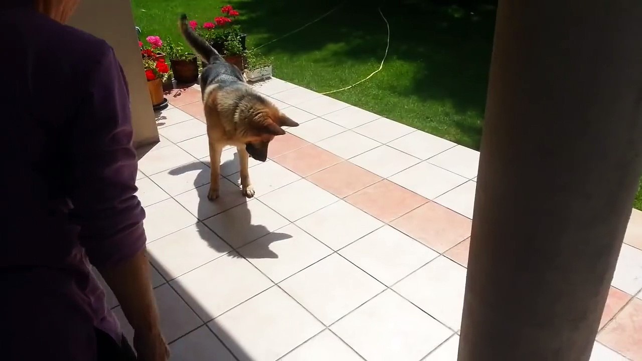 Cutest dog ever