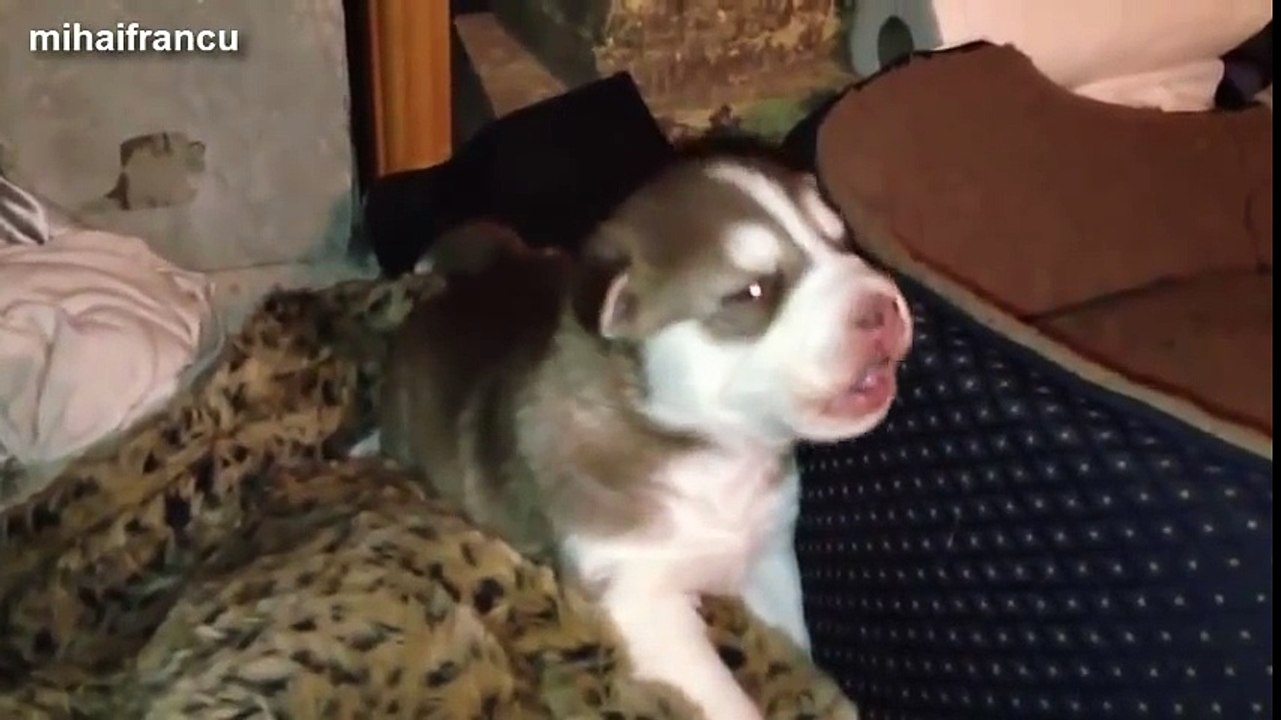 Cutest Puppies Howling Compilation 2014 [NEW]