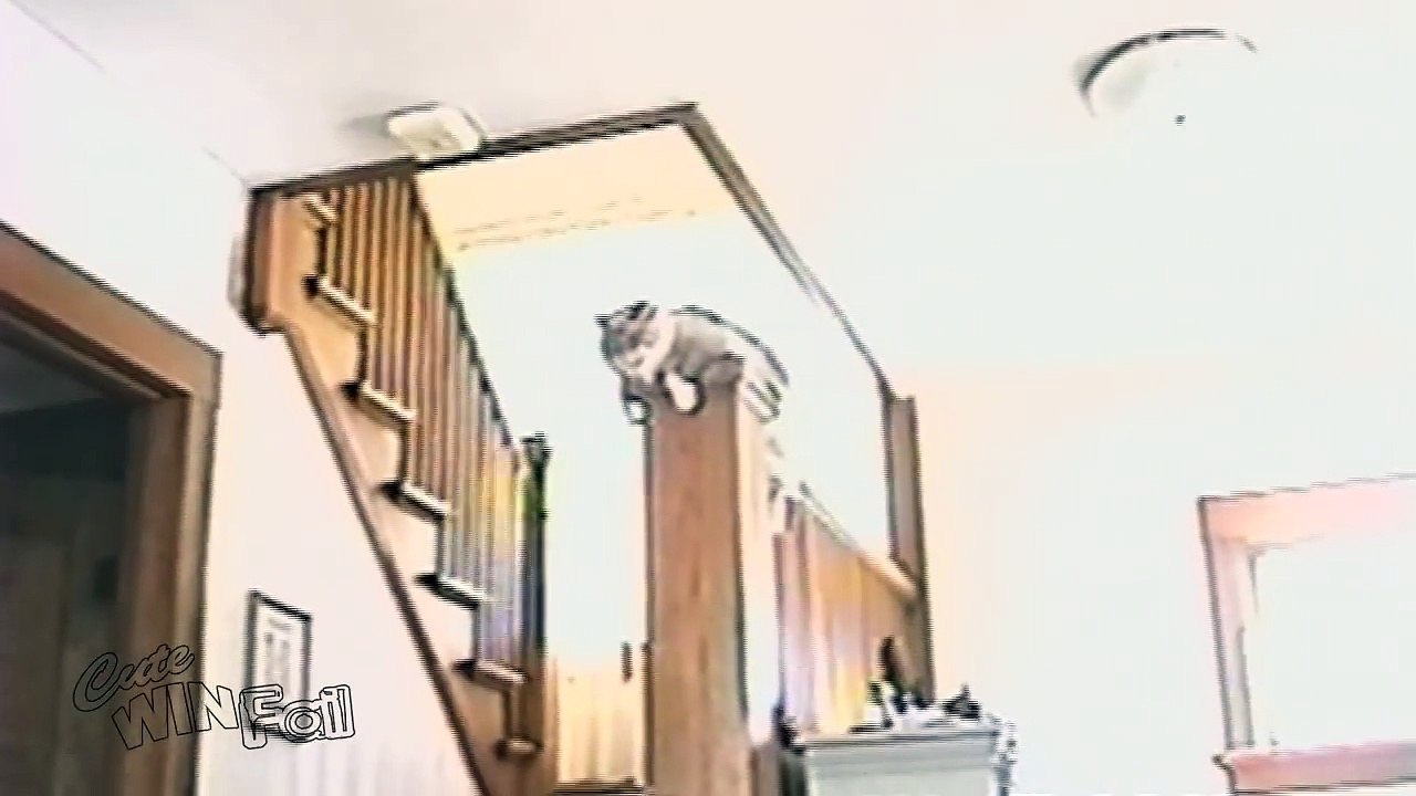 CuteWinFail  Static Dog