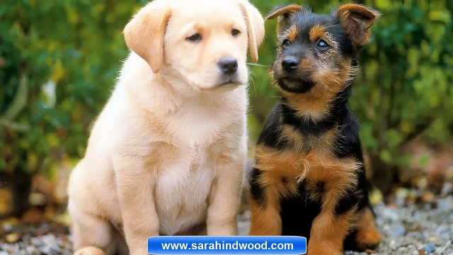 Discover Cute Dog Names and Puppy names