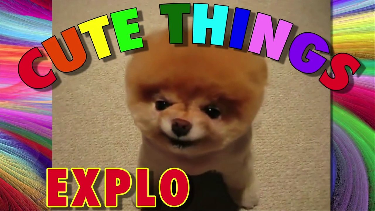 Cute Things Exploding - Boo the Fluffy Dog...EXPLODING!!!