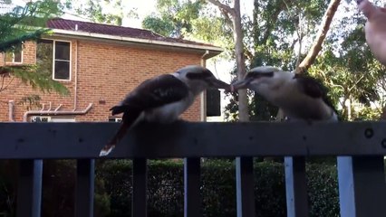 Kookaburra tug of war - failed breakup attempt