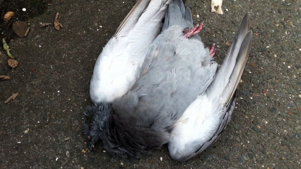 Mort de froid