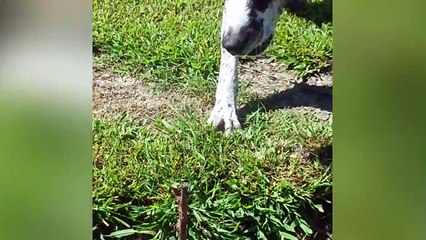 Chien VS baton : Il devient fou mais on sait pas pourquoi