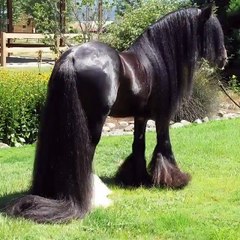 Twin baby moose in sprinkler