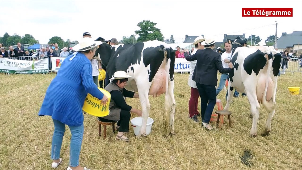Pluméliau (56). Les élus initiés à la traite des vaches