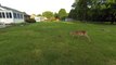 Doe Mother Gets Adorable Fawns to Follow Her