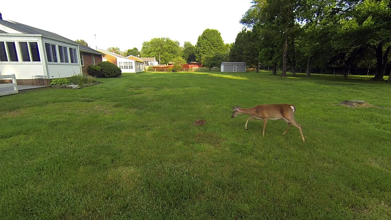 Doe Mother Gets Adorable Fawns to Follow Her