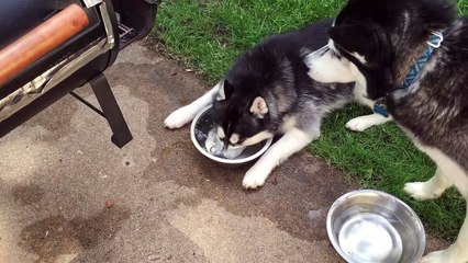un husky fait des bulles dans de l'eau