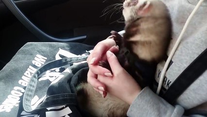 Веселый хонорик. Смешные приколы хонорики