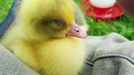 Ce canard a besoin d'une sieste