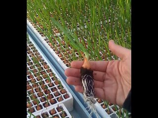 HYDROPONIC SPRING ONION