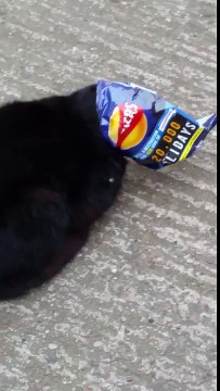 Cat likes walker's crisps