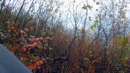 Sanglier de 110 Kg a pleine vitesse