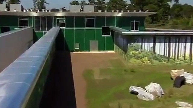 Liberate dopo 30 anni di laboratorio, la loro reazione è senza prezzo.