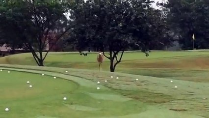 un oiseau fait rebondir une balle de golf