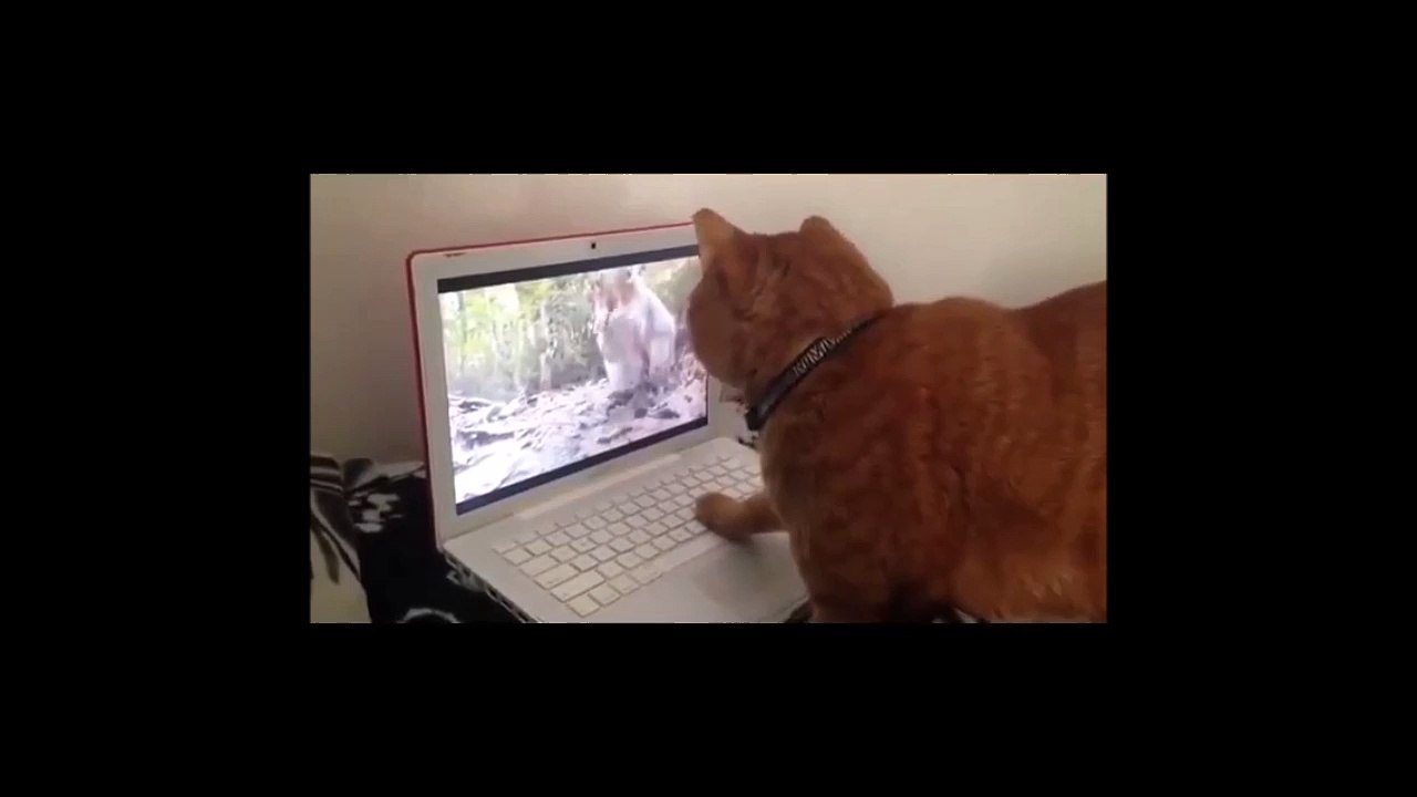 Ce chat part en chasse... ahaha il est ou l’écureuil