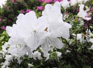 ミッシェル　愛のコレクション　　つつじ