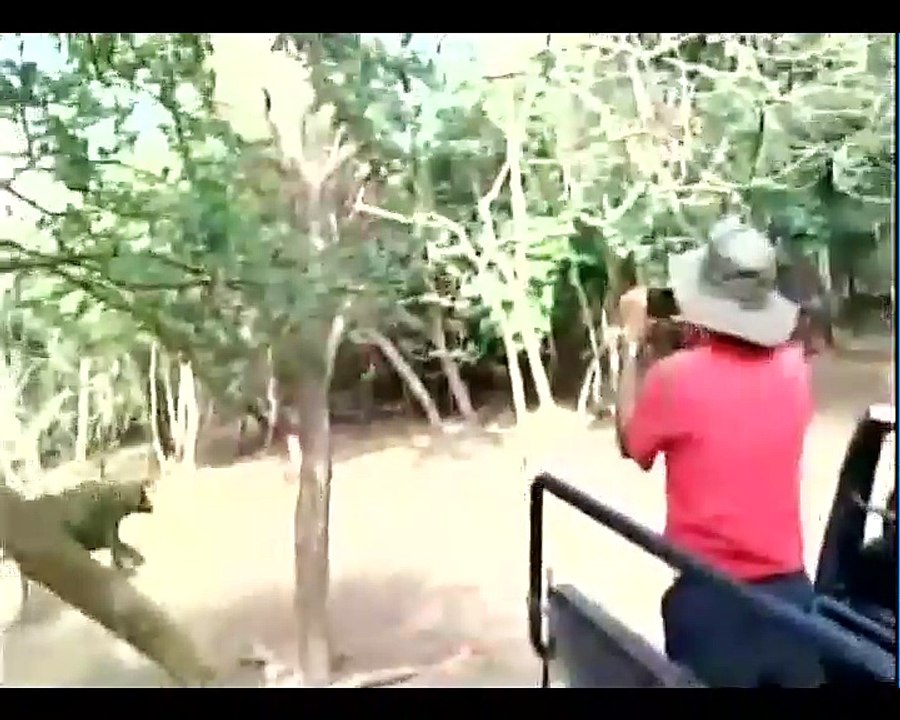 Lion vs Buffalo
