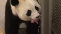 Ce bébé Panda de 140 grammes né en Belgique en Zoo !!