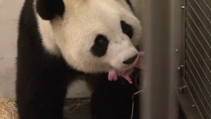Ce bébé Panda de 140 grammes né en Belgique en Zoo !!