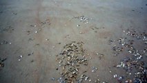 Des milliers de coquillages sortent sous les vagues pour se nourrir