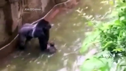 Toddler Falls into Gorilla Habitat | Dramatic 911 Calls Released